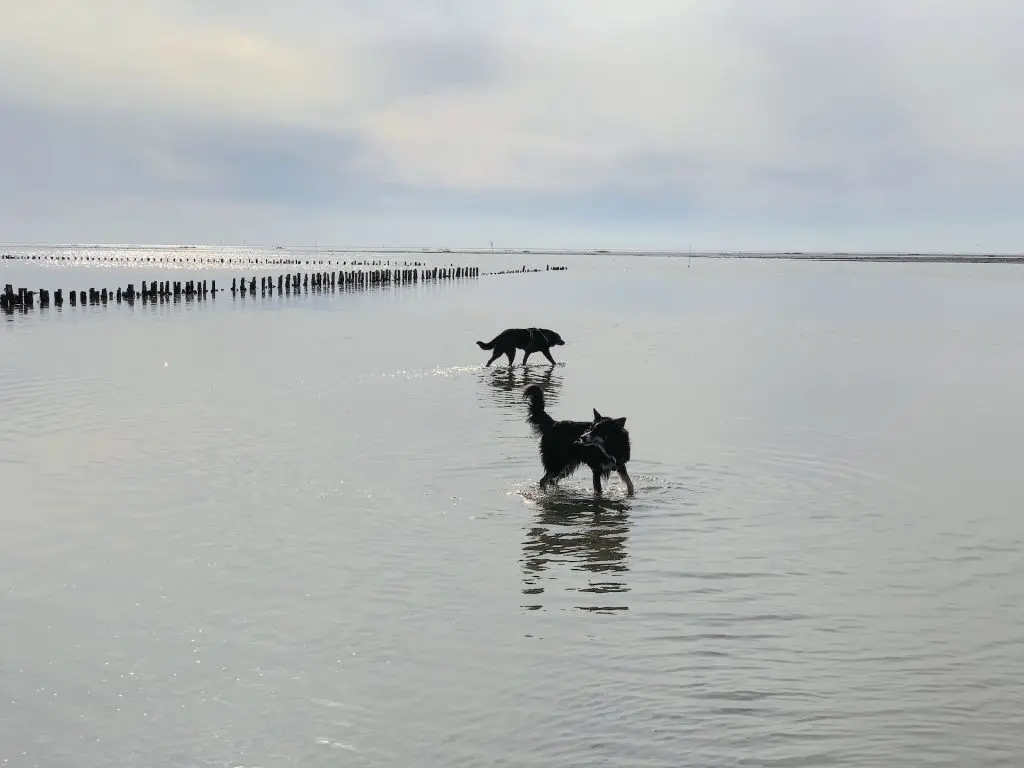Hunde im Meer bei Mandø