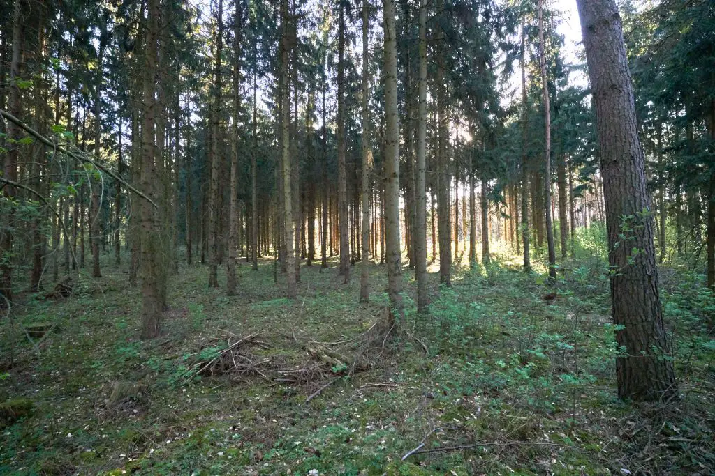 Wald ohne Struktur
